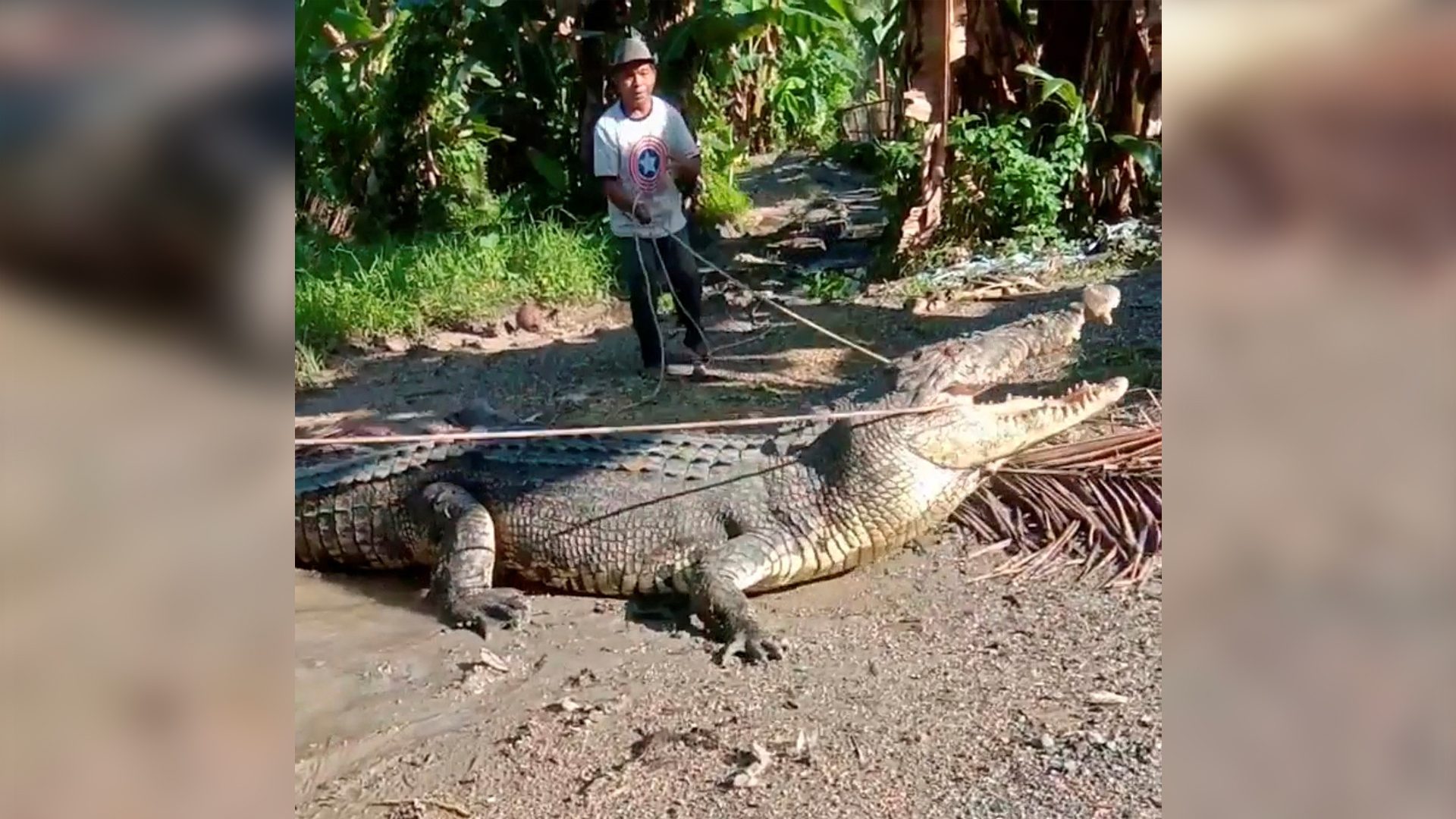 Villagers cheer Indonesian for capturing 14-foot crocodile using only a rope