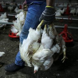 Malaysia lifts export ban on certain chicken products