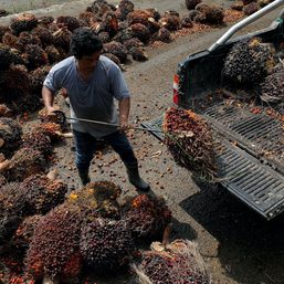 Malaysia’s Sabah aims to win big as world’s first green palm oil state