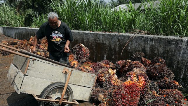 Malaysia palm oil firm Kulim receives first post-pandemic migrant workers