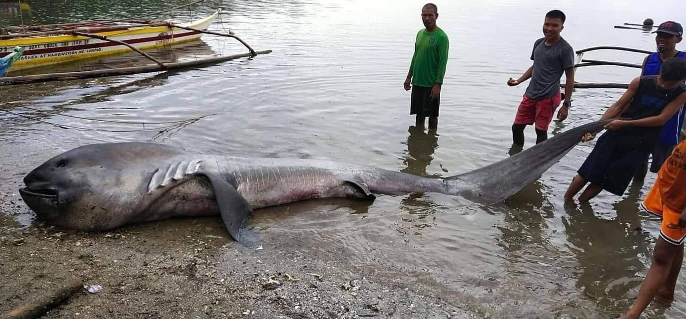 Dead megamouth shark washes ashore in Sorsogon