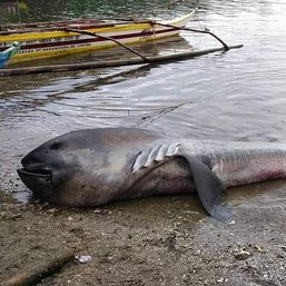 Dead megamouth shark washes ashore in Sorsogon