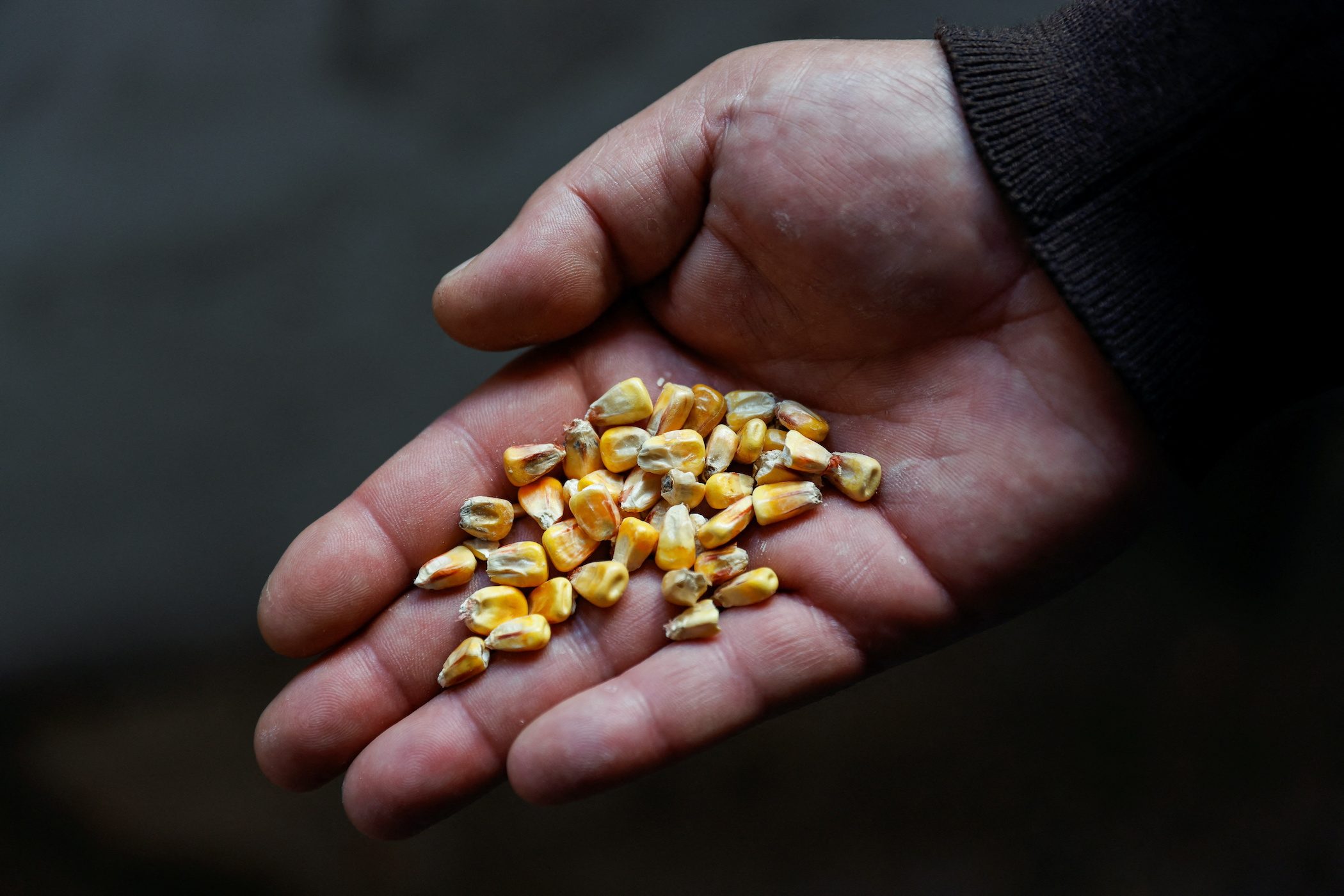 Ukraine’s grain crop at risk as silos still half full due to stalled exports