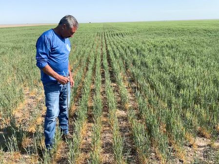 US wheat crop hit by dry winter then soggy spring, adding to global tightness
