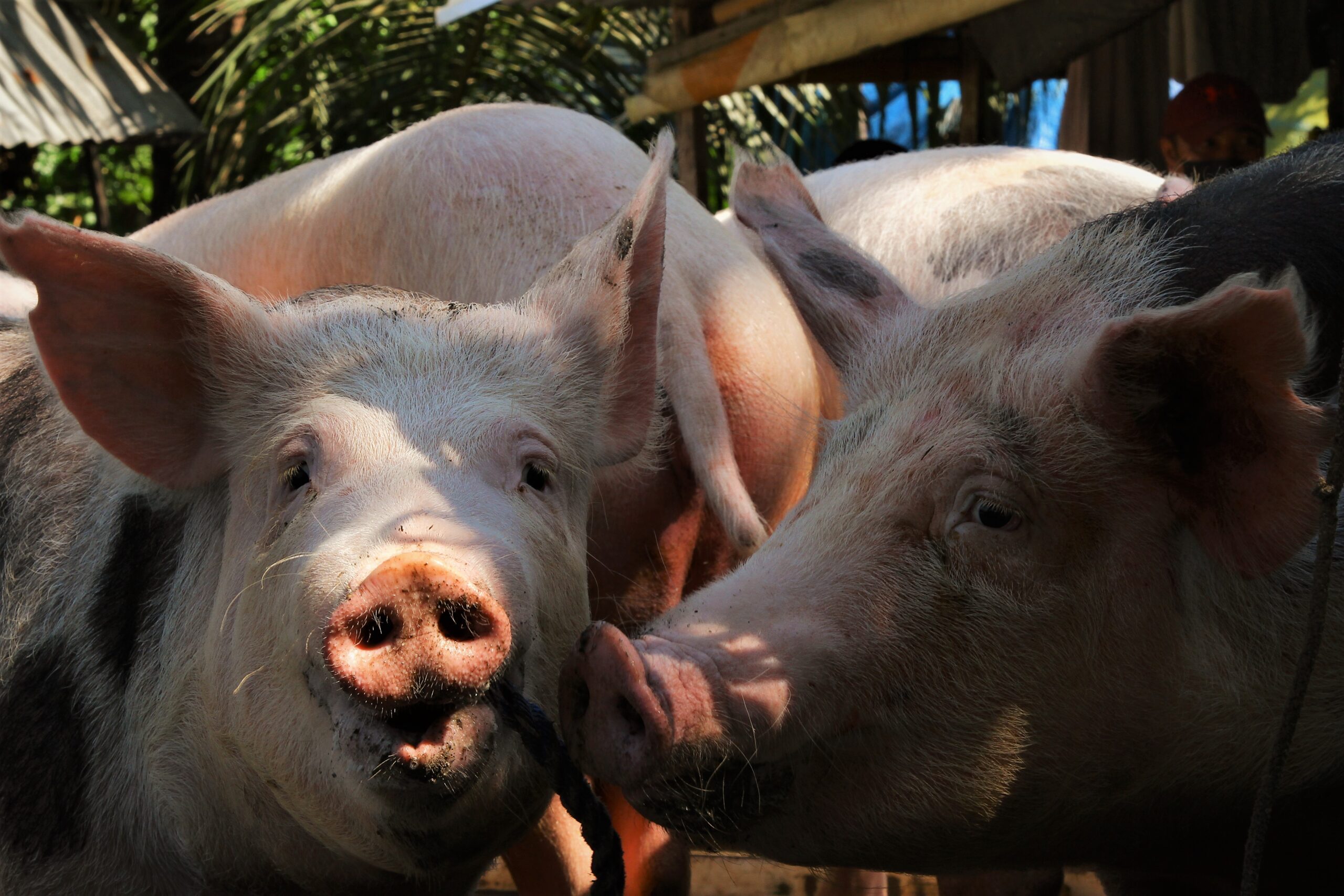 Ban on Zamboanga hogs pushes pork demand  in Cagayan de Oro, Misamis Oriental