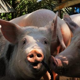 Albay declares 6 towns, 1 city as African Swine Fever outbreak red zones