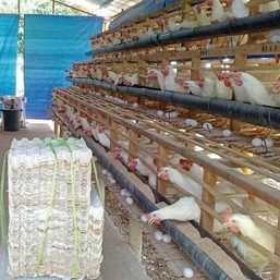 Misamis Oriental raises alert level over Central Luzon bird flu threat