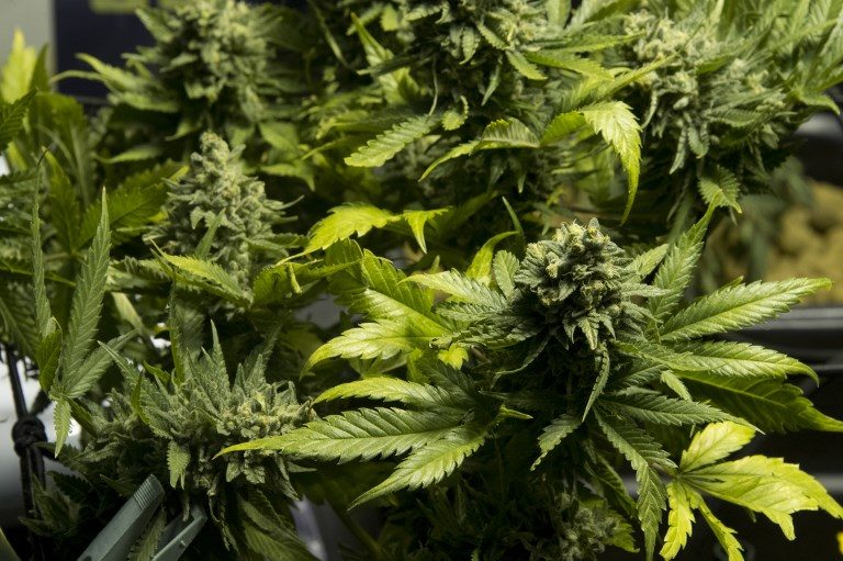 Antonio Tiu’s Greenergy buys stake in Australian medical marijuana firm