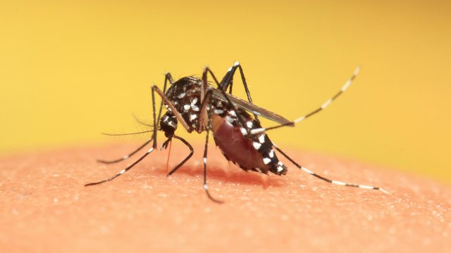 Increase in dengue cases in Davao alarms health officials