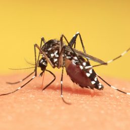 Increase in dengue cases in Davao alarms health officials
