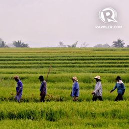 Rappler Talk: Marcos’ first month as agriculture secretary