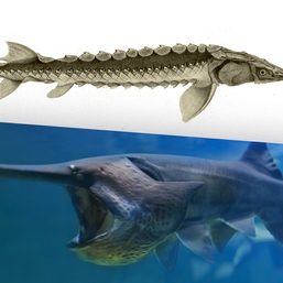Chinese Paddlefish and wild Yangtze Sturgeon extinct – IUCN