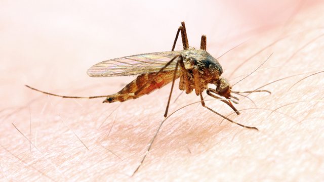 WHO warns malaria fight flat-lining