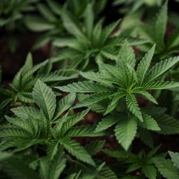 Indonesian court rejects call to legalize medicinal marijuana