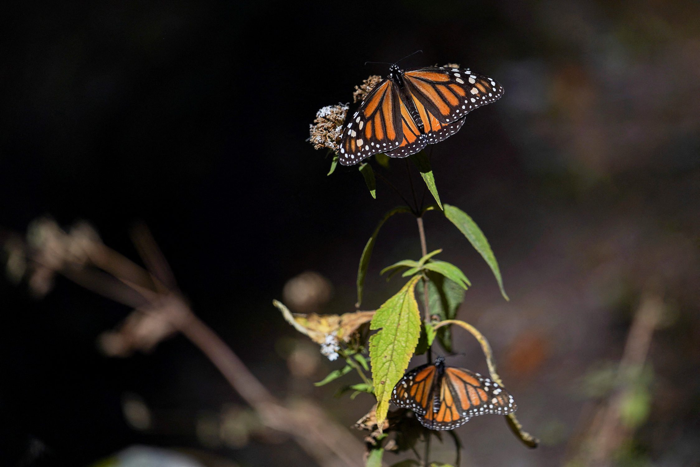 Kaleidoscopic migratory monarch butterfly joins global endangered species list