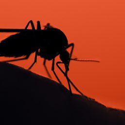 Fighting mosquito-borne diseases… with mosquitoes