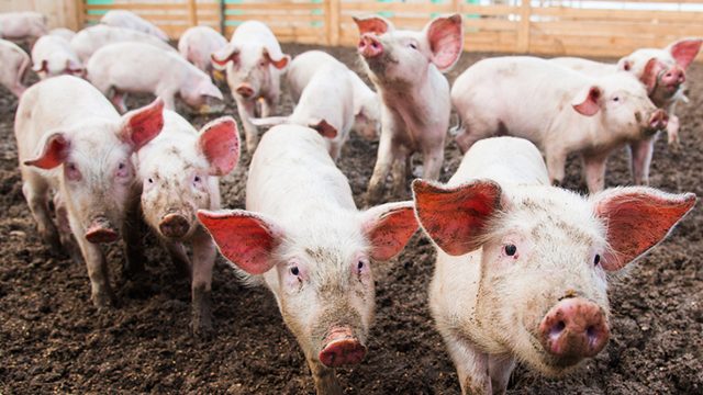 Who’s to blame for ‘private-led’ trials of African swine fever vaccines?