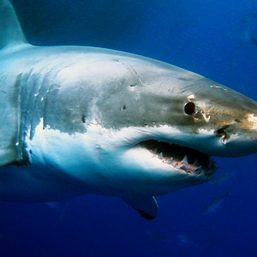 Shark pulls 10-year-old from fishing boat in Australia