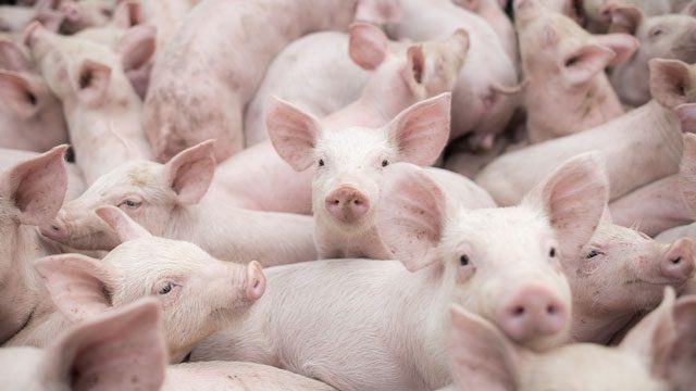 More pigs from Visayas, Mindanao headed to Luzon as pork prices spike