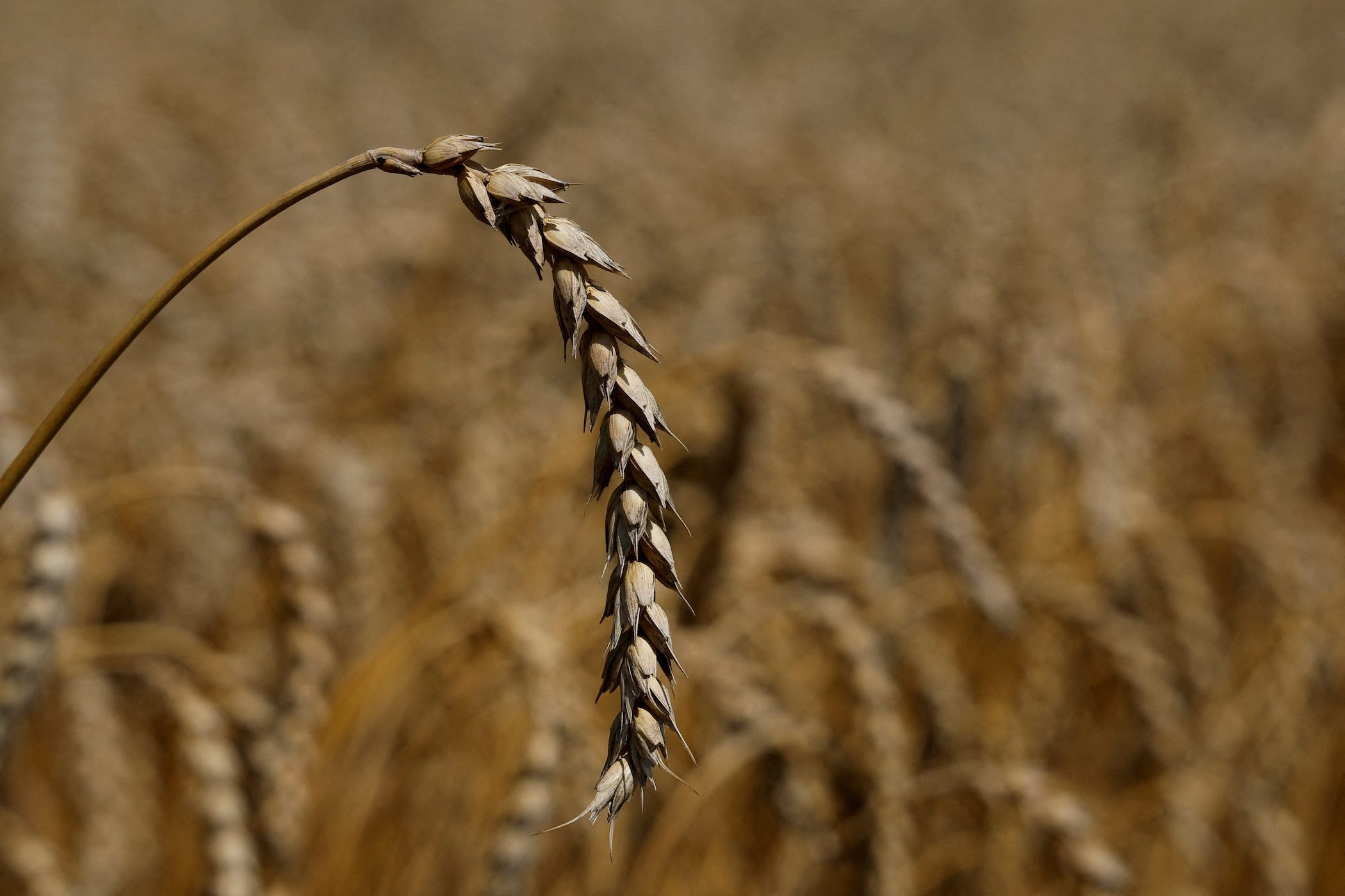 Wheat prices rise as missile strike threatens Ukraine export pact