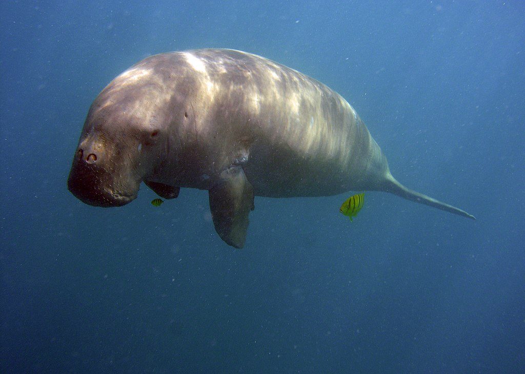 Gentle dugongs functionally extinct in Chinese waters