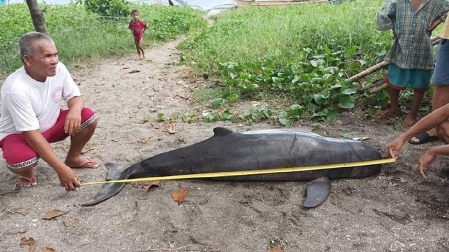 Irrawaddy dolphin found dead in Bicol