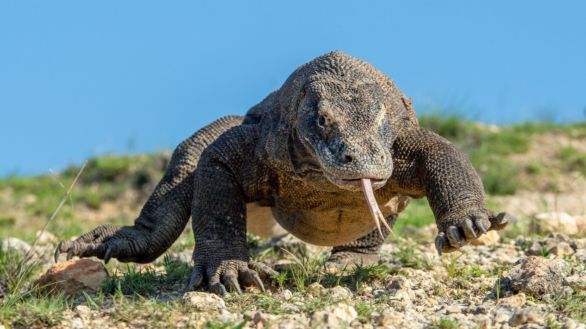 Tourism workers strike as Indonesia hikes fee to see rare Komodo dragons