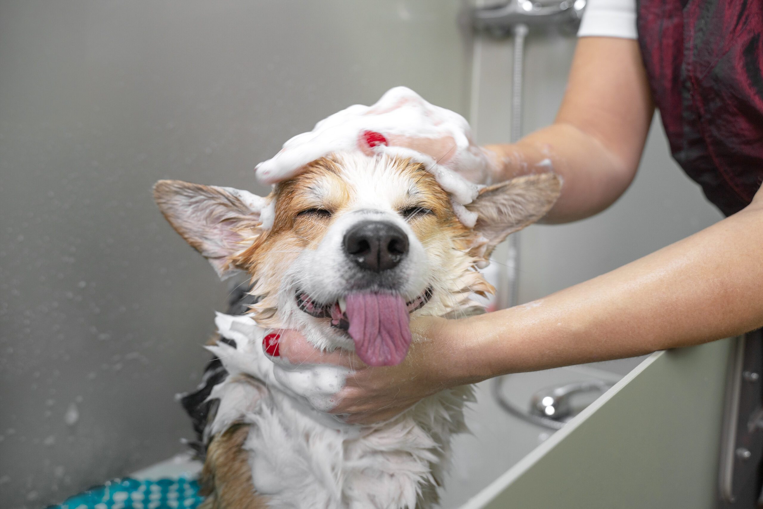 The dog parent’s guide to proper pupper grooming at home