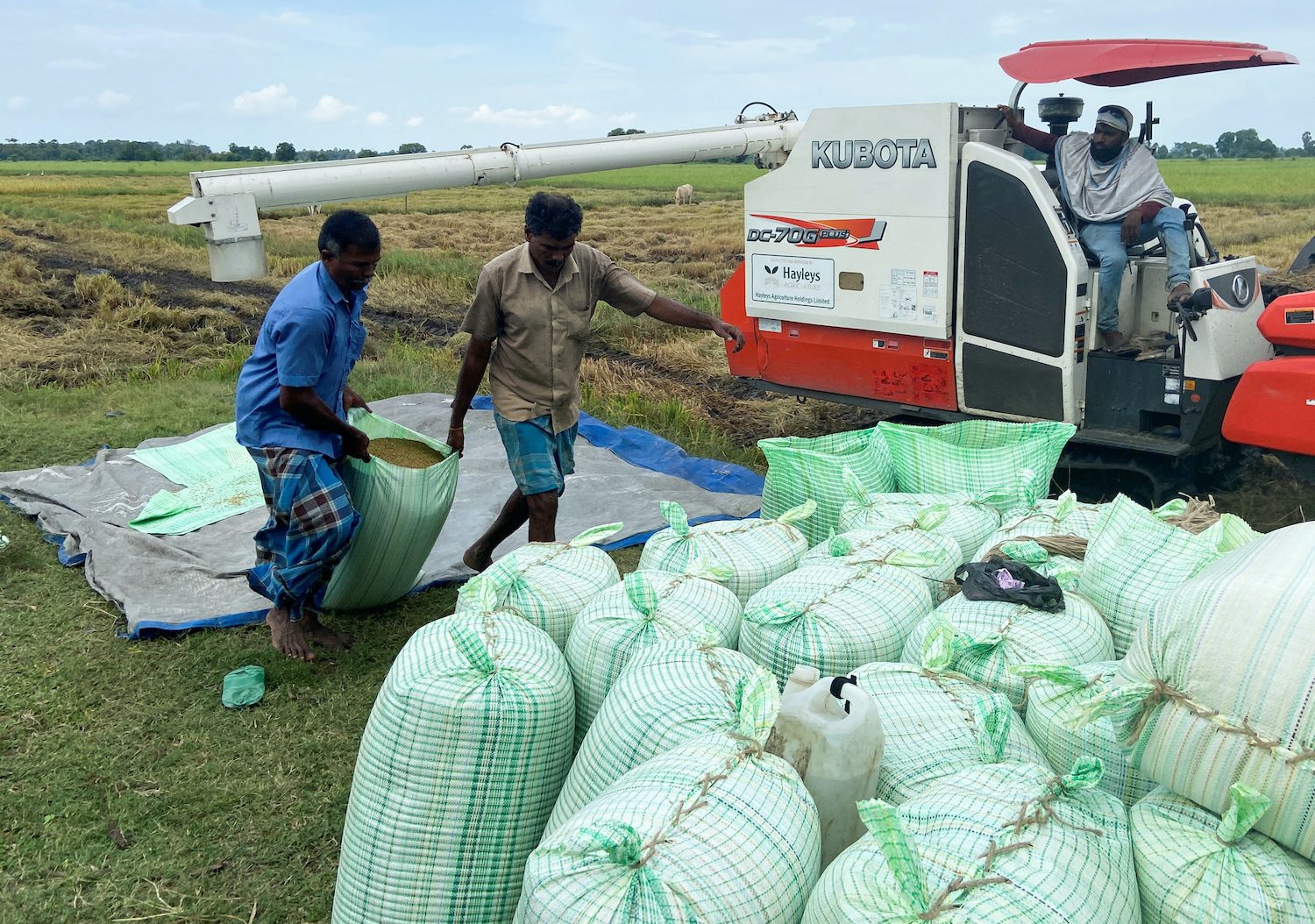 Sri Lanka faces looming food crisis with stunted rice crop