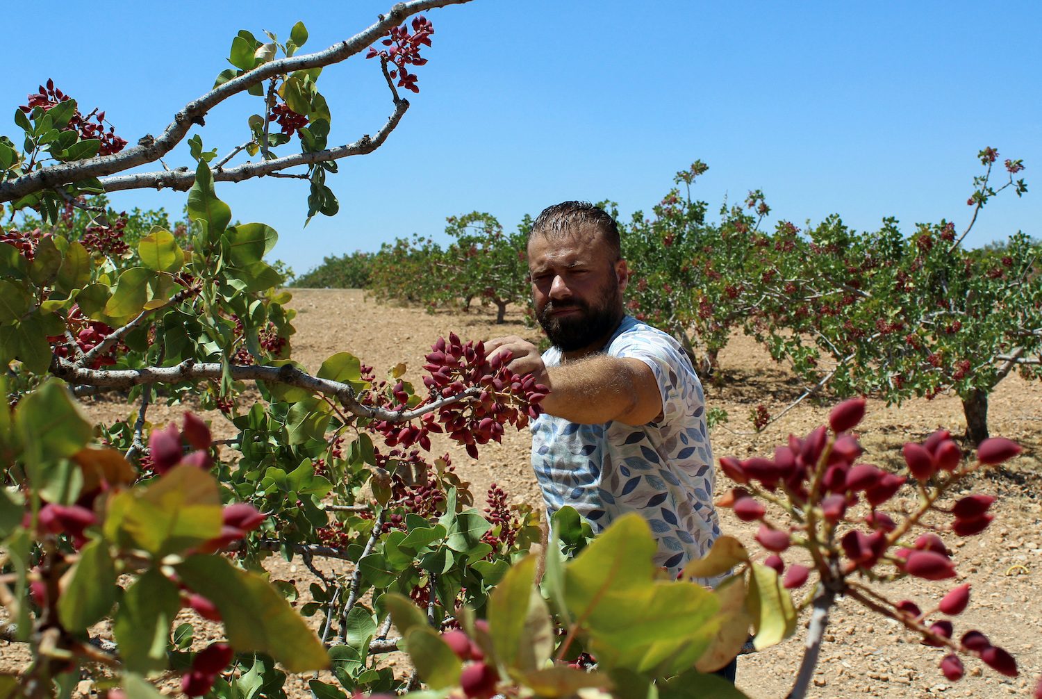 In Syria, a ‘golden’ crop struggles to regain its shine