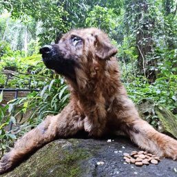 Indonesia’s animal-lovers help pets left behind by COVID-19