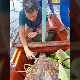 Albay vets ready rescued green sea turtle for operation