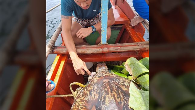 Albay vets ready rescued green sea turtle for operation
