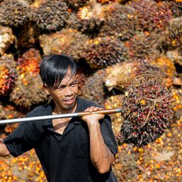 Indonesia’s biodiesel policy, dry weather to keep palm oil prices elevated