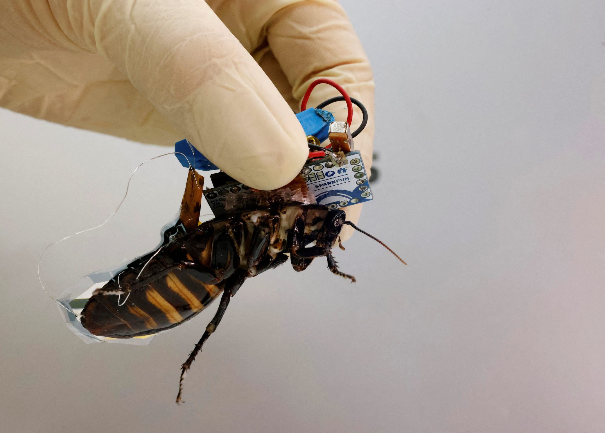 Meet Japan’s cyborg cockroach, coming to disaster area near you