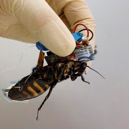 Meet Japan’s cyborg cockroach, coming to disaster area near you