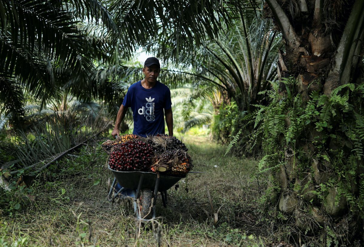 Labor shortages set up Malaysia for third year of palm oil losses