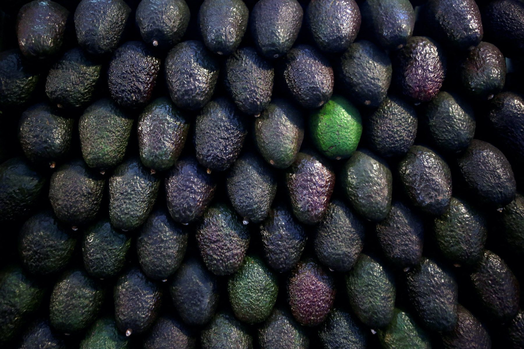 Green gold: Mexican avocados, beloved in US, fuel multibillion-dollar market
