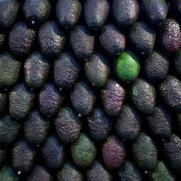 Green gold: Mexican avocados, beloved in US, fuel multibillion-dollar market