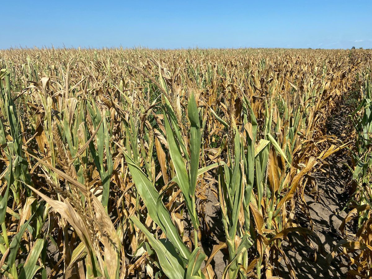 Droughts, Ukraine war push global grain stocks toward worrying decade low
