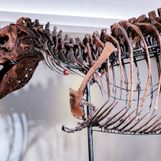 What caused holes in Sue the T. rex’s jawbone? Scientists are stumped