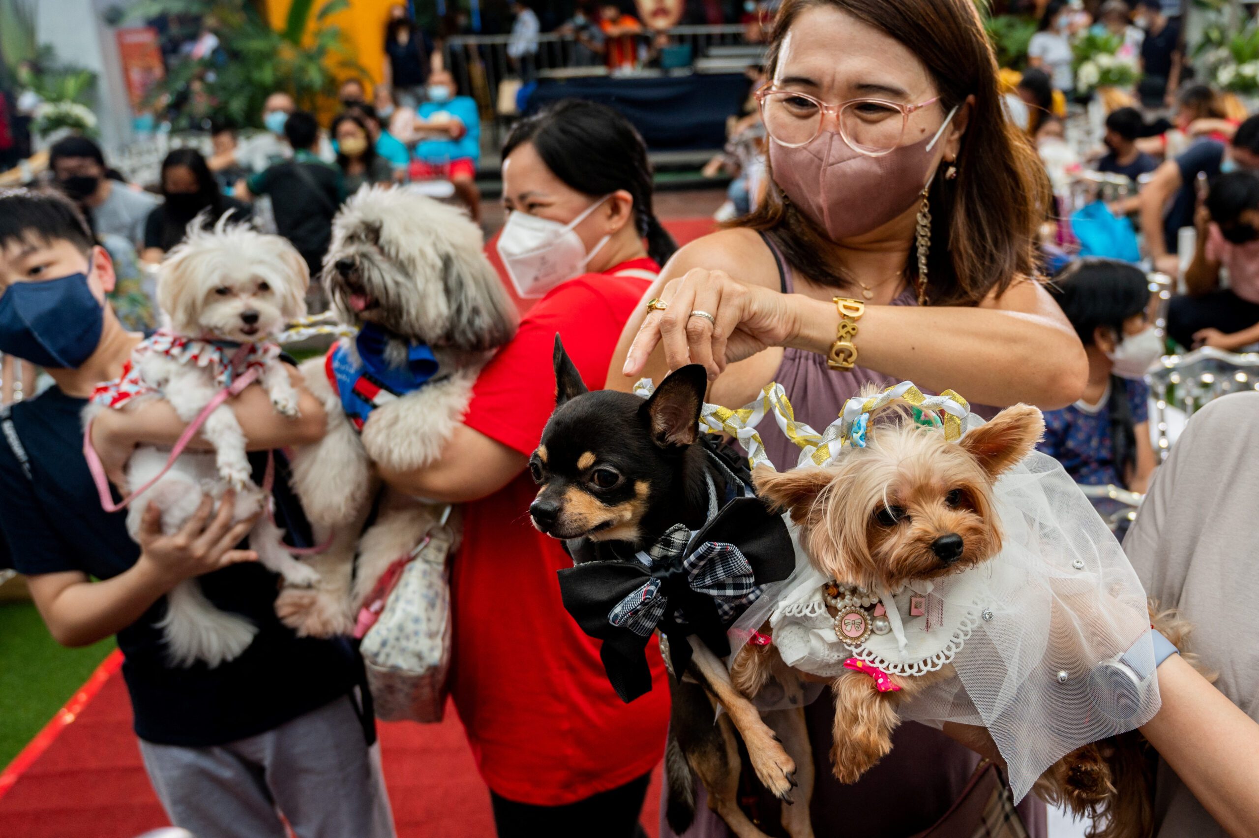 LOOK: Pet weddings highlight animal blessing ceremony in the Philippines