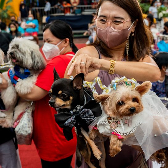 LOOK: Pet weddings highlight animal blessing ceremony in the Philippines￼