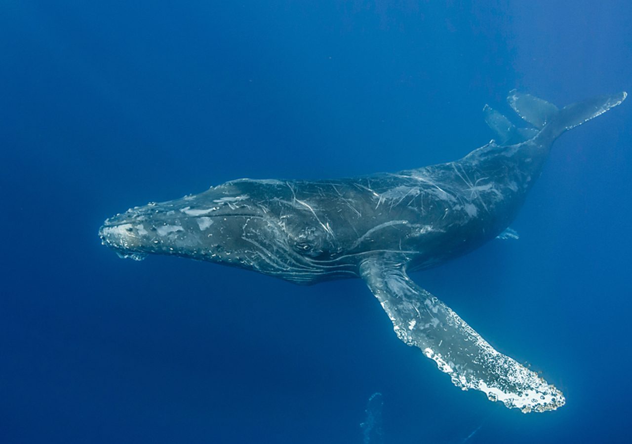 Whale injuries from drift gillnets off California spark lawsuit against US