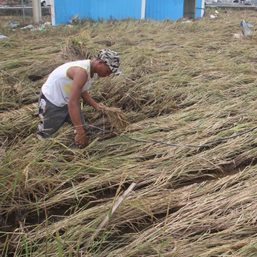 Over 9,000 farmers in Bicol face losses from Paeng
