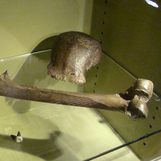 The Netherlands returns major fossil collection, including ‘Java Man,’ to Indonesia