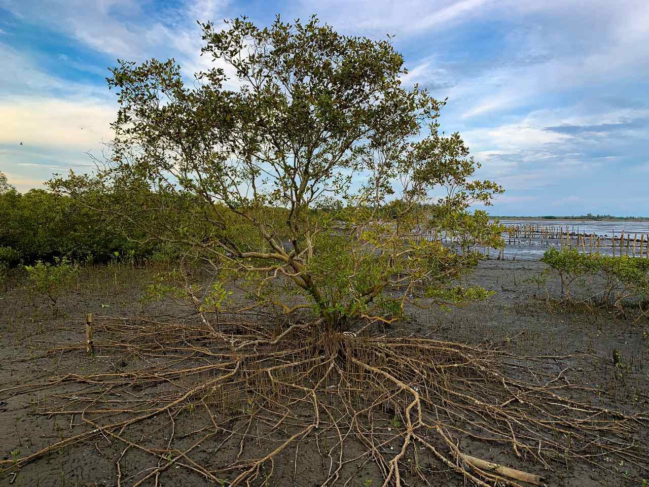 Envi groups form alliance to restore Philippine mangrove forests
