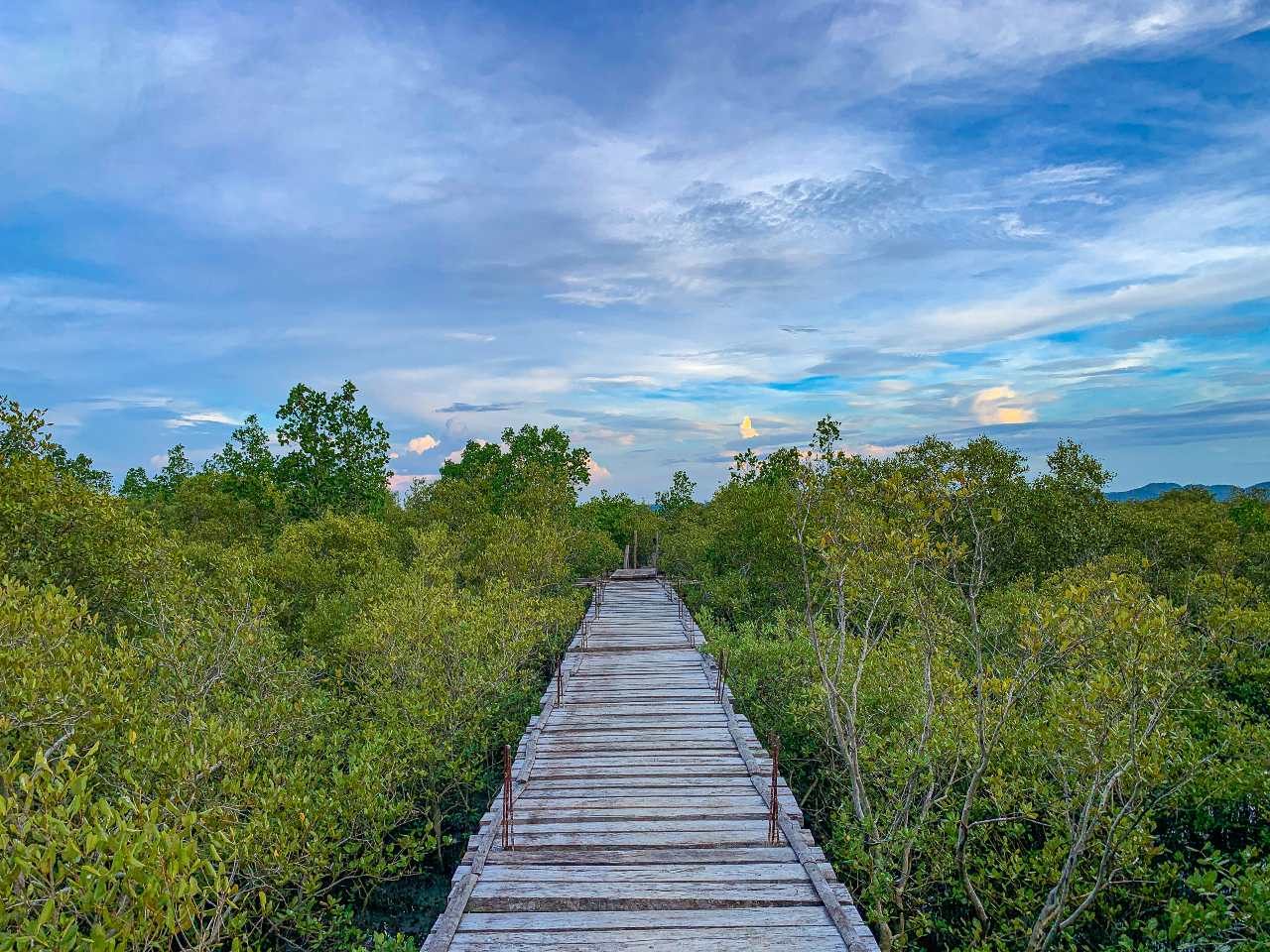How to restore PH’s lost mangrove forest? An Iloilo town shows the way