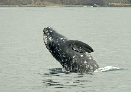 Gray whale numbers along North America’s west coast down nearly 40% since 2016