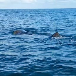 Stronger marine protections sought after whale shark sightings in Batangas, Quezon